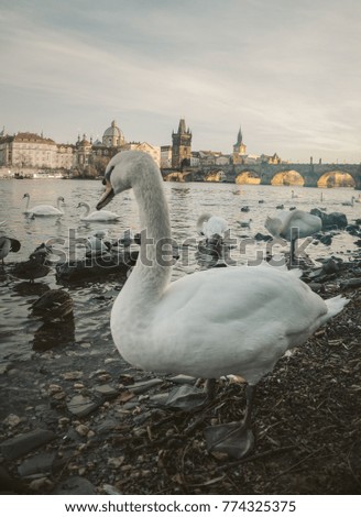 Swans at the Charles Bridge, Prague has really what to show the most you can see in winter