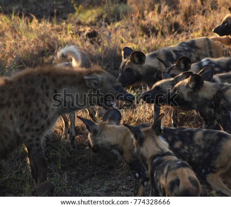 Hyena vs Wild Dogs