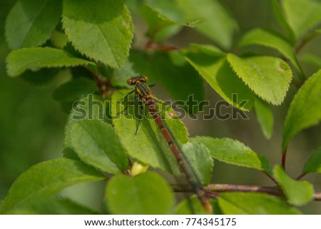dragonfly in flower