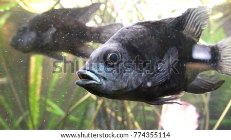 Black fish picture