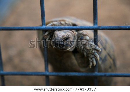 A turtle in a cage takes its head out