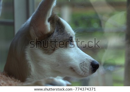 beautiful close up of a brown and white dog with blue eyes looking out window with its reflection on the window glass