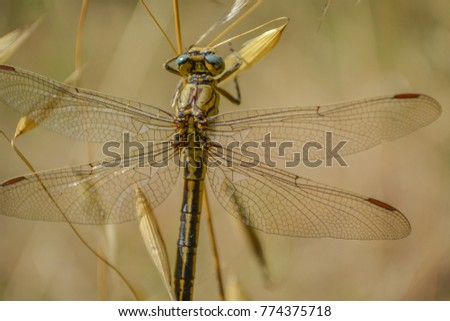 Dragonfly in flower