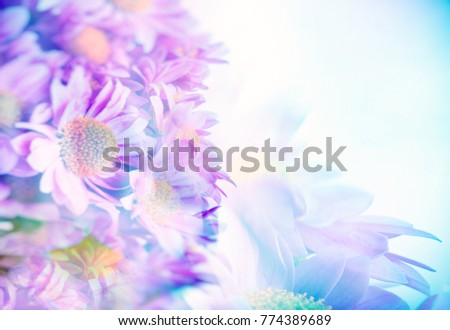 Border of a beautiful pink blue daisy flowers, gentle flower bouquet, fine art background, selective focus, tender greeting card for wedding day
