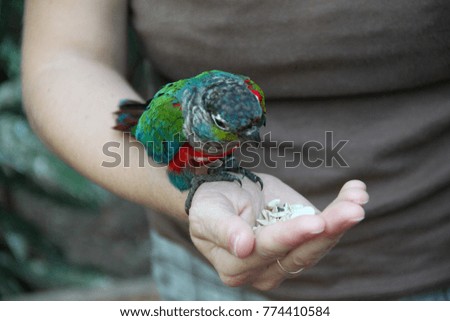 Tropical bird eating by hand