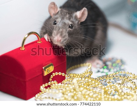 Decorative rat and gift for a holiday, a birthday or new year