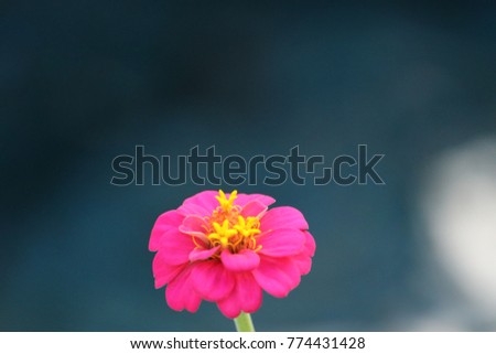 Pink and yellow zinnia flower plant blue background.