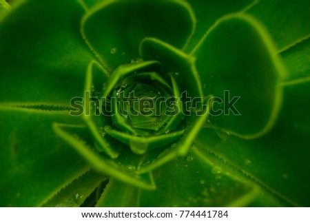 Wonderful green plant background