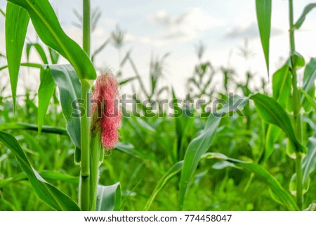 a front selective focus picture of organic corn flower at agriculture field. 