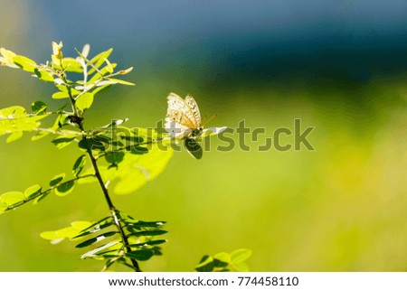 Butterfly on green leaves background , natural green background.