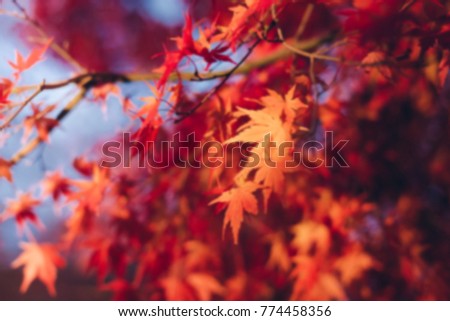 Blurred Background Red maple leaves in Japan