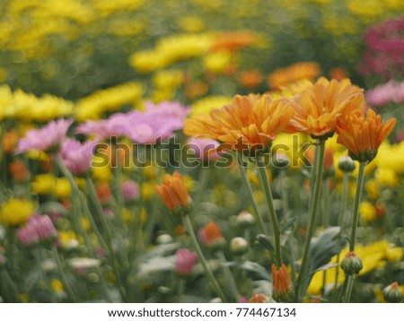 beautiful colorful chrysanthemum in graden