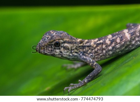 close up shot of a oriental lizard at night