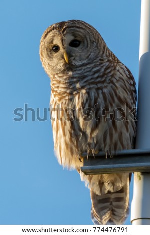 Barred Owl Perching on a telephone pole with white pipes photo series