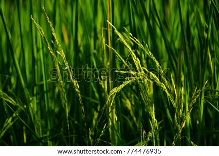 green leaf of rice plant in the field with bokeh of morning light 