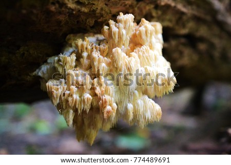 A rare Lion's Mane (Hericium americanum) mushroom growing wild on an old log in the woods. 
