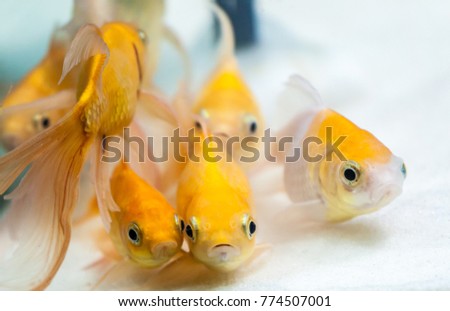  Gold fishes facing camera together. Closeup view 