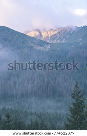 panoramic view of misty forest. far horizon. mountain area in slovakia  with mountains hiding behind trees - vintage effect film look