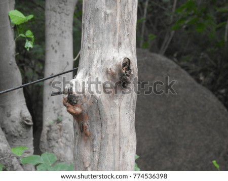 Trunk texture, Seamless tree bark background. Gray texture of the old tree. Grey Bark. tree hollow or tree hole, special symbol hollow in the trunk