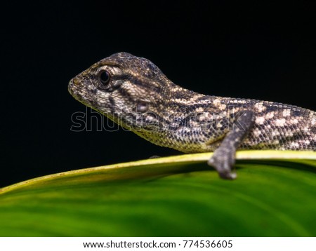 oriental lizard in nature at night