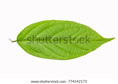 green leaf on a white background
