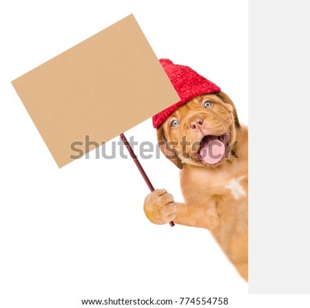 Funny puppy wearing a warm hat holding blank banner mock up on wood stick and peeking above empty board. isolated on white background