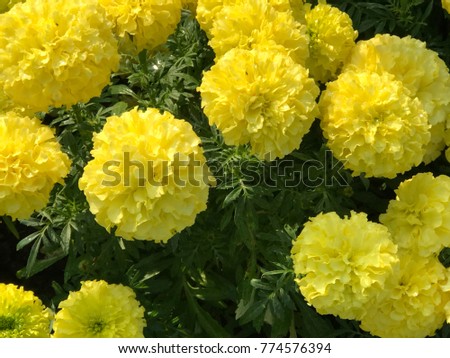 Marigold flower plant