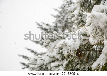 Snow on the fir branches in the winter