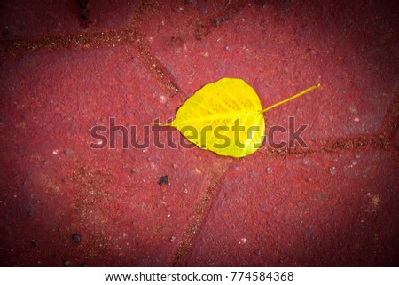 Golden Bodhi leaves on red tile floor with texture and background
