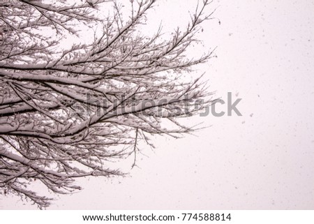 tree branch with snow in winter