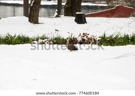 migratory bird on the snow
