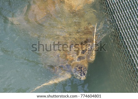 Sea turtle raised by human in fish cage for education and research for release to wild