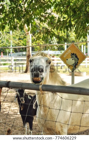 Funny portrait of a smiling horse