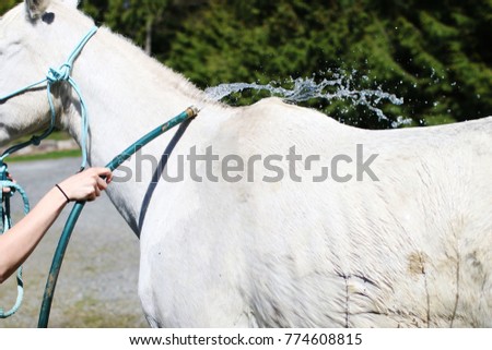 Girl giving a horse a bath  Royalty-Free Stock Photo #774608815
