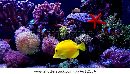 Amazing coral reef aquarium tank scene Royalty-Free Stock Photo #774612154