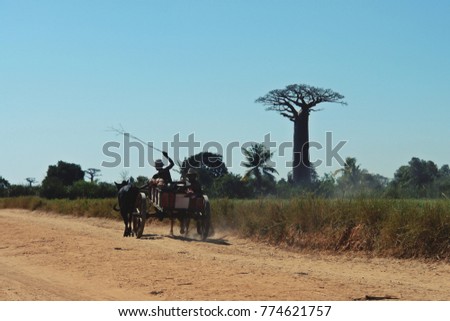 Zebu cart on a dust road leading through Avenue of the Baobabs, Morondava - Madagascar