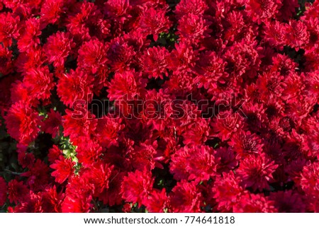 A bunch of beautiful red chrysanthemum as background picture