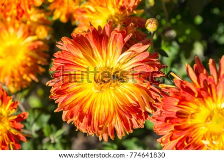 Close up of orange chrysanthemum with a bee as background picture in a park