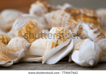 shell in closeup