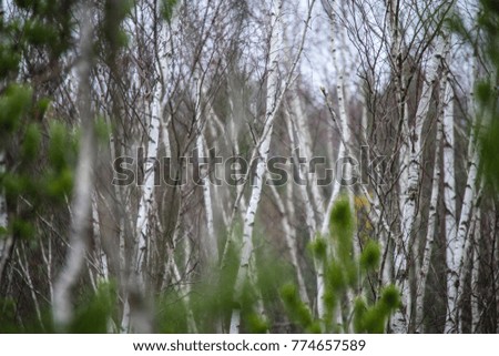 white birch tree trunk texture in overcast autumn day