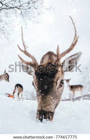 Beautiful white-tailed deer in winter.