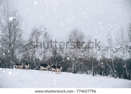 Beautiful white-tailed deer in winter.