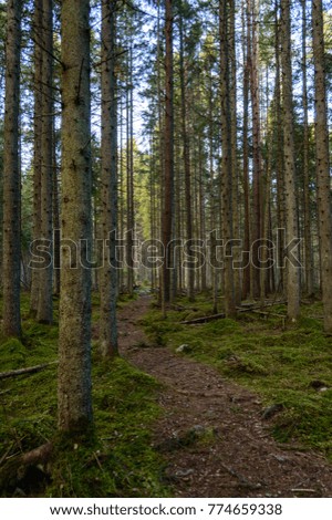 clear morning in the woods. spruce and pine tree forest with trunks, dark shadows with sun rays