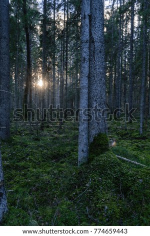 clear morning in the woods. spruce and pine tree forest with trunks, dark shadows with sun rays
