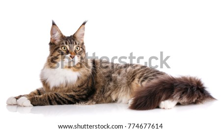 Beautiful maine coon cat, young Maine Coon cat Royalty-Free Stock Photo #774677614