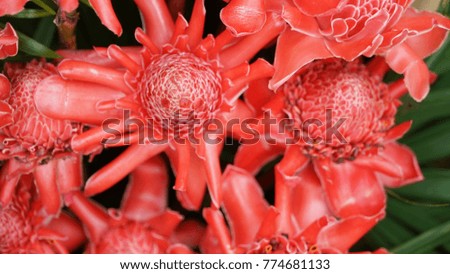 Tropical Red flower of etlingera elatior