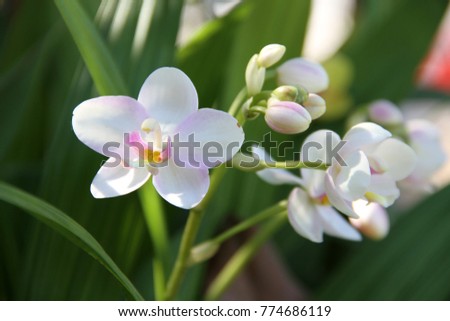 Spathoglottis plicata, Orchidaceae, Epidendroideae, Arethuseae