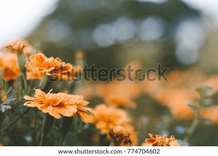 Vintage flower background, vintage filter