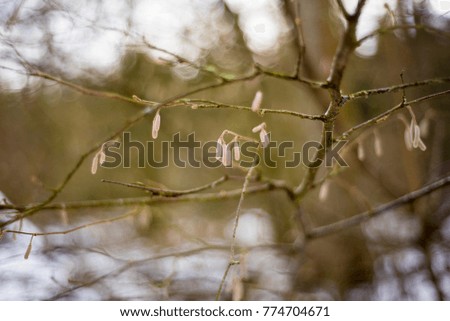 Birch Trees Woodland Landscape, Oxford, UK