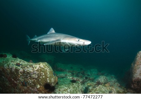 spiny dogfish shark, deep - 15 meters, sea of japan, Russia Royalty-Free Stock Photo #77472277